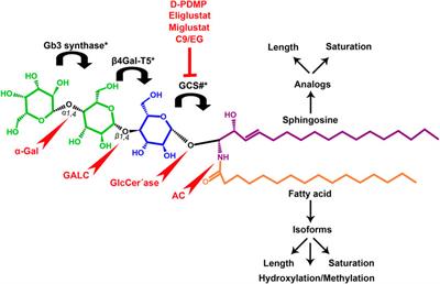 Role of Globotriaosylceramide in Physiology and Pathology